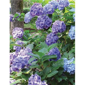 Plants That Can Kill