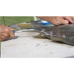 AquaTuff Fillet Knife