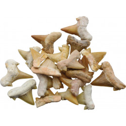 Shark Tooth Fossils 0.5 Inch