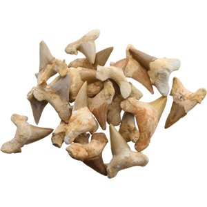 Shark Tooth Fossils 1.5 Inch