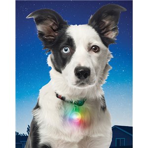 SpotLit Disc-O Collar Light