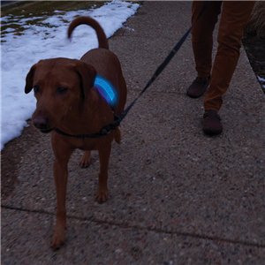 Nitedog LED Collar Cover