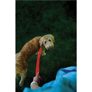 Nitedog Rechargeable Leash