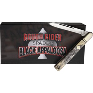 Black Appaloosa Doctor